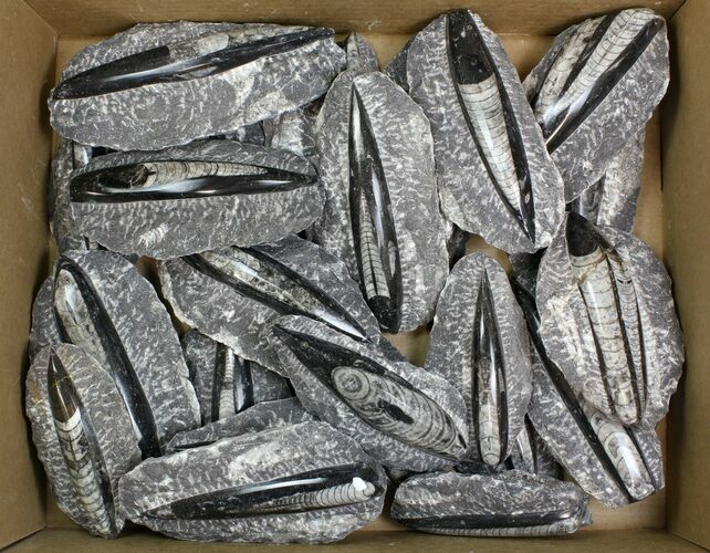 Lot: - Polished Orthoceras Fossils - Pieces #138117